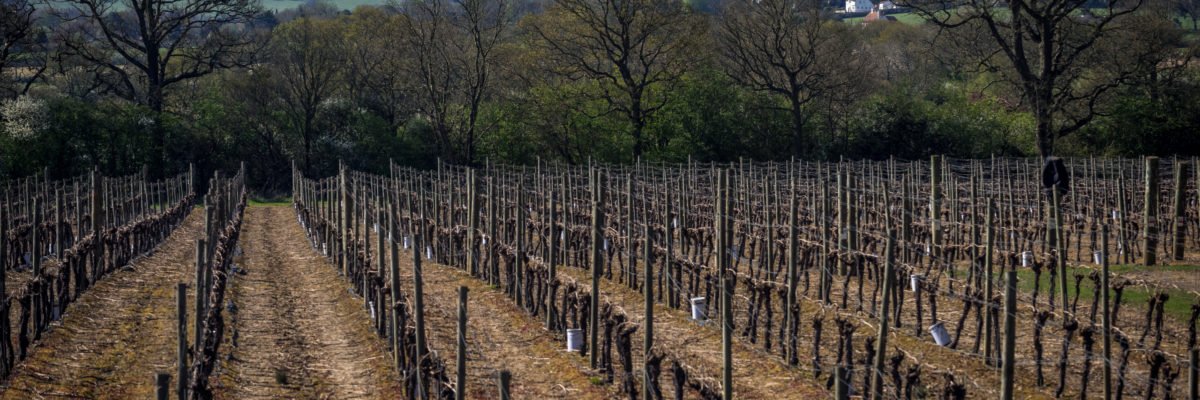 Ridgeview, vineyard, office interiors, Ditchling, Love Your Workspace