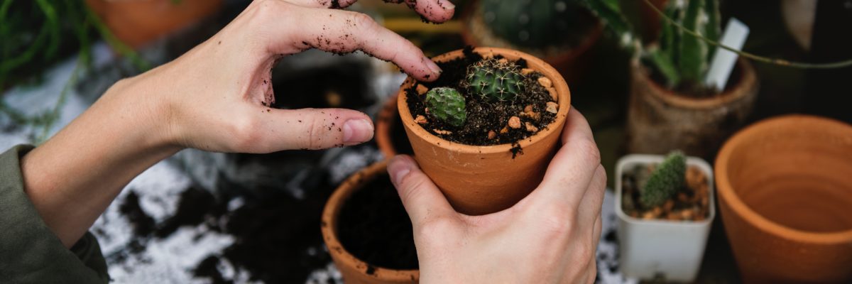 Office plants, succulents, green offices, brighton, Love Your Workspace, Plants for productivity