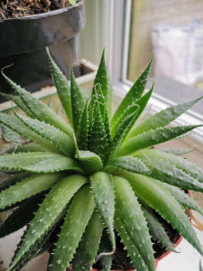 aloe plant