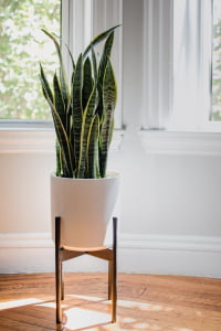 office plant