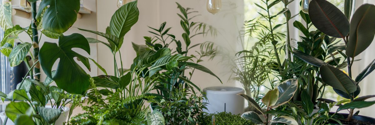 plants for meeting room